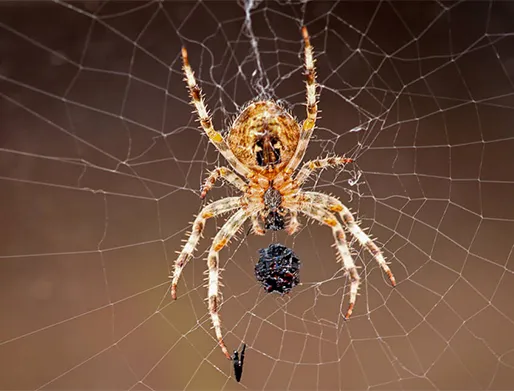 Dedetização de Aranhas em Perdizes