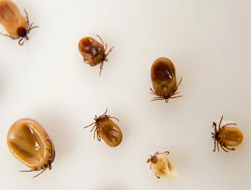 Dedetização de Carrapatos em Perdizes