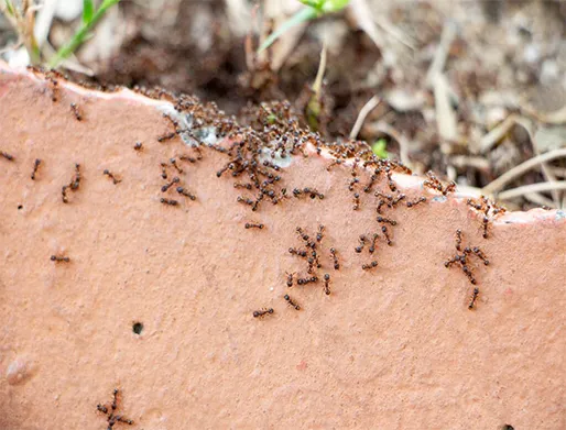 Dedetização de Formigas em Perdizes