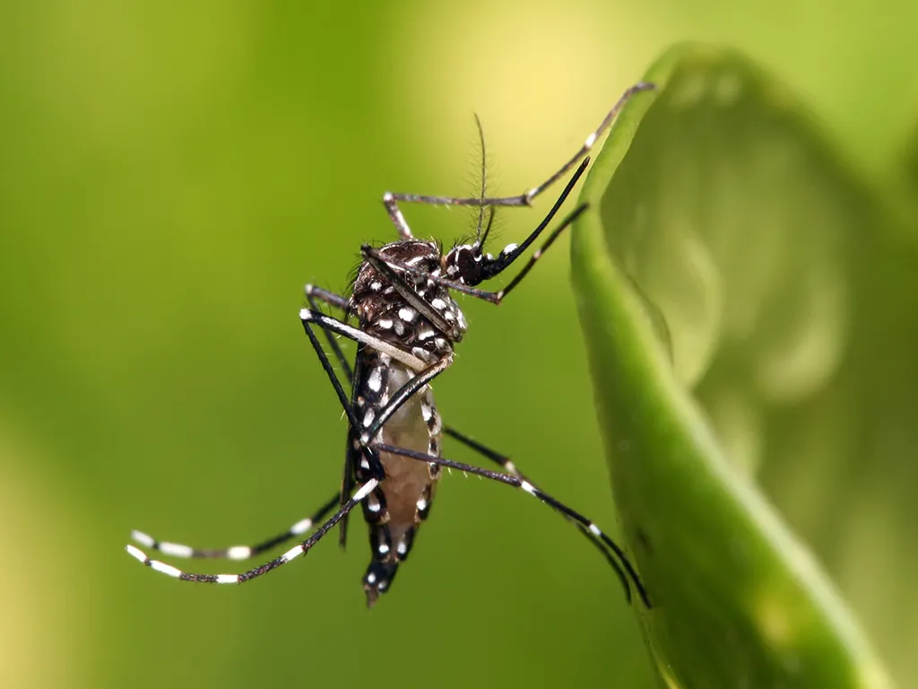 Dedetização de Mosquitos em Perdizes