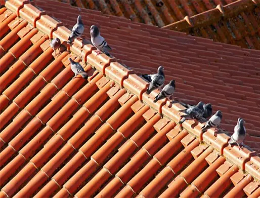 Dedetização de Pombos em Perdizes