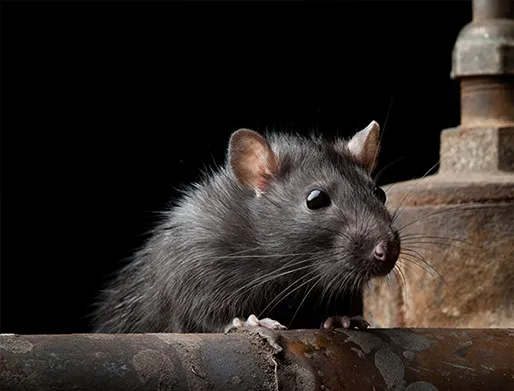 Dedetização de Ratos em Perdizes